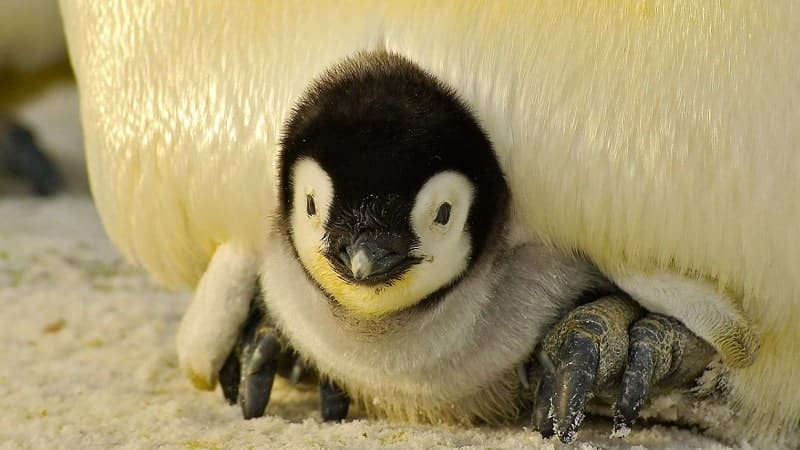 Tap Tap Fish AbyssRium - so sieht ein Pinguin-Baby aus