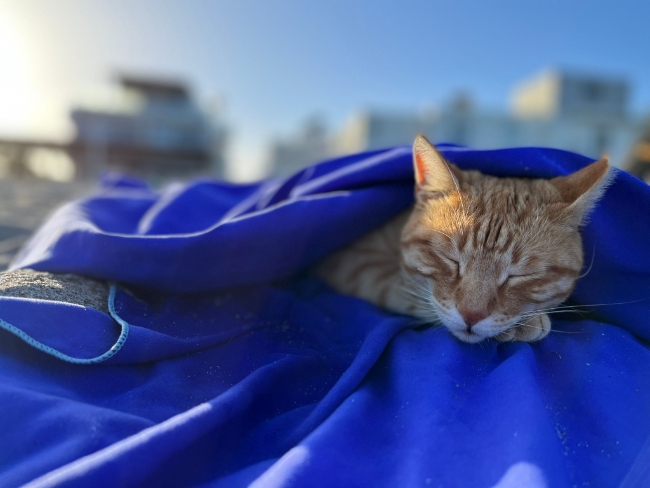 Cats and Soup: Mich hat heute diese Katze auf Kos auf meiner Decke besucht