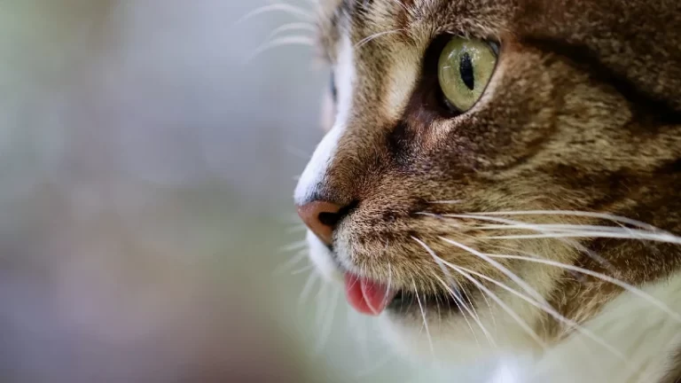 Die 5 besten Spiele zum Tag der Katze