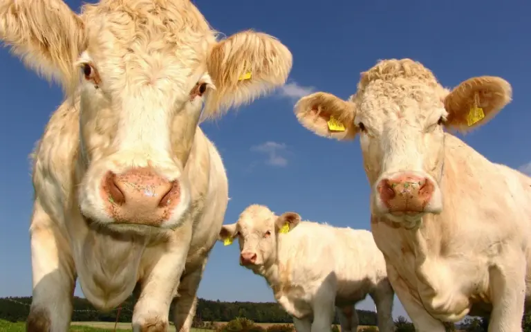 Hier sind Tiere die wahren Helden