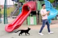 Little Kitty Big City